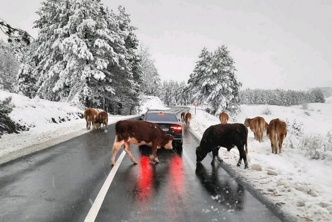 Krave izašle na put Usporen saobraćaj magistralom preko Zlatibora