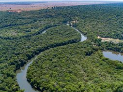 Amazon reka Amazonija Amazonska šuma prašuma