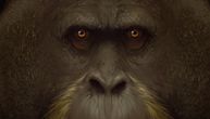 Zastrašujući džinovski majmuni imali su 3 metra i 250 kilograma: Rešena misterija nestanka najvećih primata