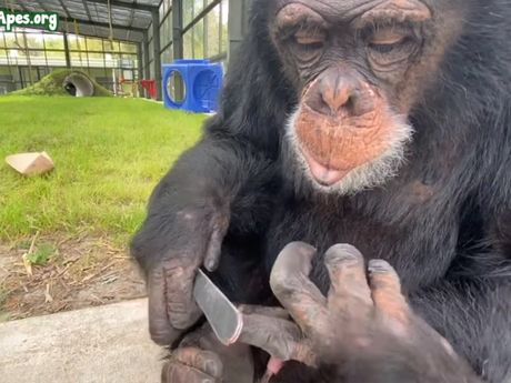 Šimpanza manikira nokte