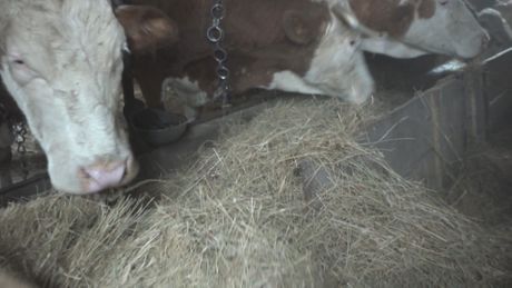 Zlatiborske krave sada daju organsko mleko