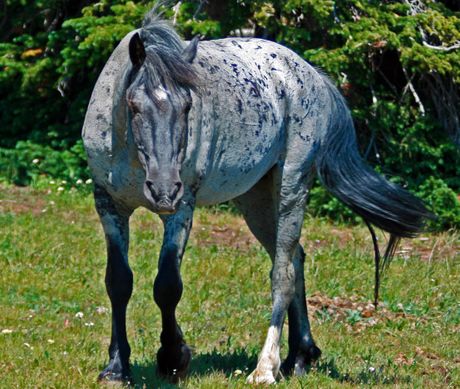 Plavi (roan) konj