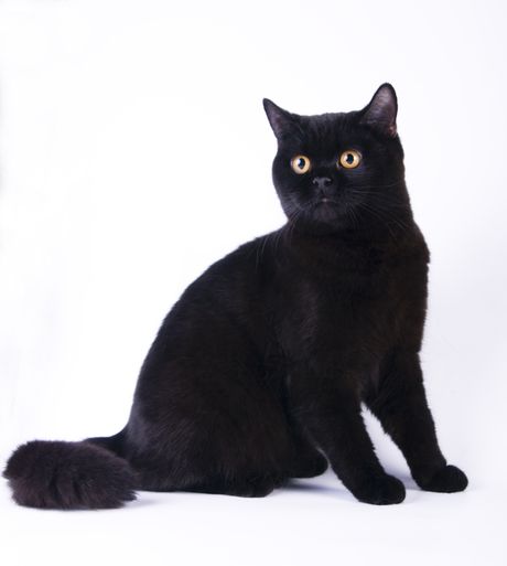 Crna britanska kratkodlaka mačka