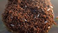 Ovim bićima ni poplave ne mogu ništa: Vatreni mravi prave živa plutajuća ostrva i nastavljaju invaziju