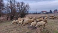 Opasna zaraza u komšiluku, prenosi se sa životinje na čoveka: Zabeleženi prvi slučajevi, preduzete hitne mere