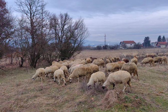 miloš vasiljević, stado, ovce miloš vasiljević, stado, ovce