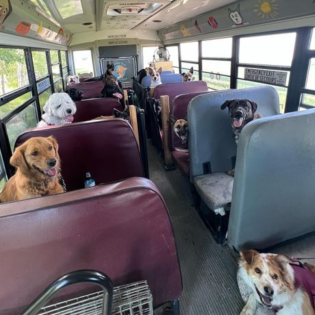 Psi u školskom autobusu