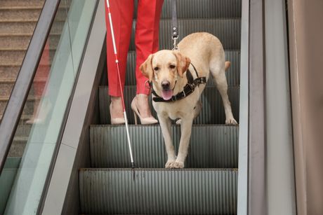 Pas i pokretne stepenice