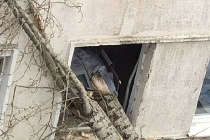 drvo, KBC Zvezdara drvo, KBC Zvezdara