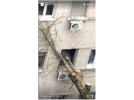 kbc zvezdara, drvo kbc zvezdara, drvo