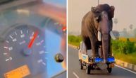 "Spakovao" slona na kamionet, pa pravac auto-put: Kladimo se da ovakvu scenu nikada niste videli
