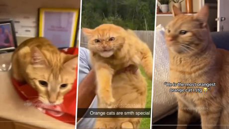Narandžaste mačke