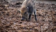 Divlje svinje izumiru: Ubija ih opasna bolest koja je prisutna i u Srbiji