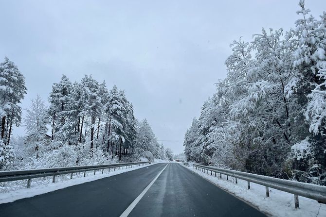 Sneg Tara, Borova glava