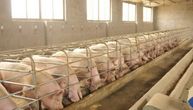 Zabeležen nov slučaj afričke kuge svinja u Mačvi