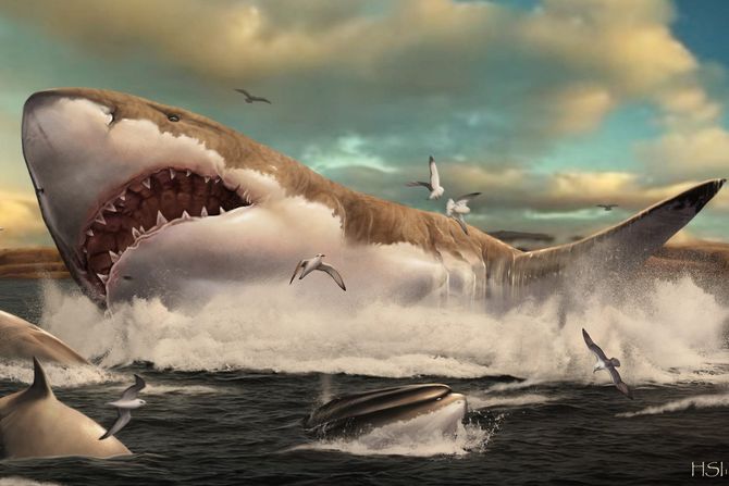 Megalodon Megalodon