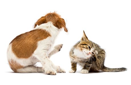 Mačka i pas alergija