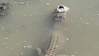 Pažnja! Ovaj aligator nije zaleđen u jezeru: Šok snimak obišao svet, evo o čemu se radi