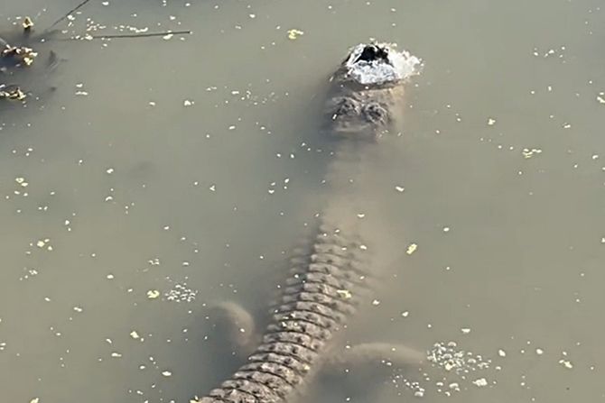 Aligator, zaleđeno jezero