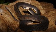Nova vrsta „kafene zmije“ pronađena u maglovitim šumama Ekvadora