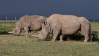 Dve ženke su poslednji severni beli nosorozi: Naučnici koriste vantelesnu oplodnju da ih spasu od izumiranja