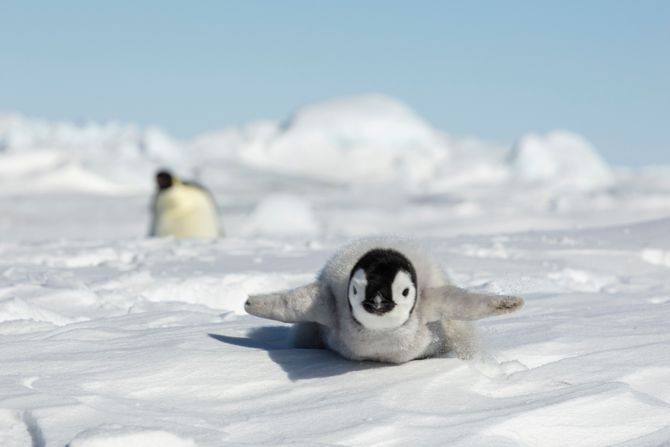 Carski pingvin Carski pingvin