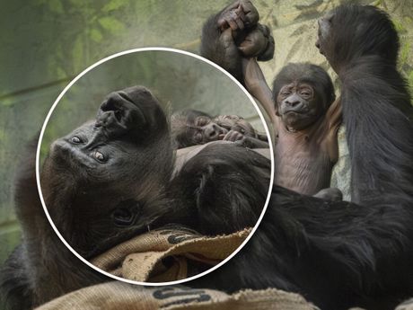 Novorođenče mladunče gorile gorila u zoo vrtu zoološki vrt London