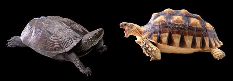 Kako kornjače pričaju