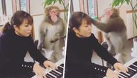 Majmun "uči" ženu da svira klavir i nije nimalo nežan: Pljušte ćuške, scena je bizarna