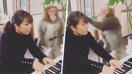 majmun ucitelj klavira