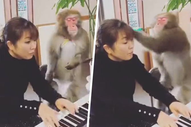 majmun ucitelj klavira majmun ucitelj klavira