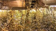 Otkrivena laboratorija za proizvodnju kanabisa u Požarevcu: Kod muškarca pronađeno oko 100 kg droge