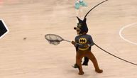 Šou u NBA ligi: Slepi miš prekinuo meč, maskota obučena u kostim Betmena ga jurila po parketu