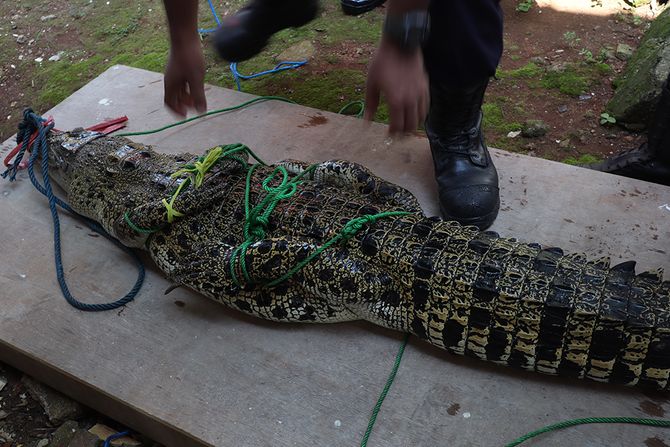 Aligator Aligator