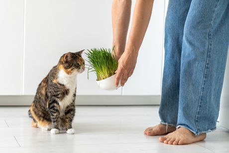 Biljke za mačke