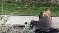 Zastrašujući snimak: Razjareni pitbulovi kidaju čoveka u invalidskim kolicima, komšije ne mogu da ga spasu