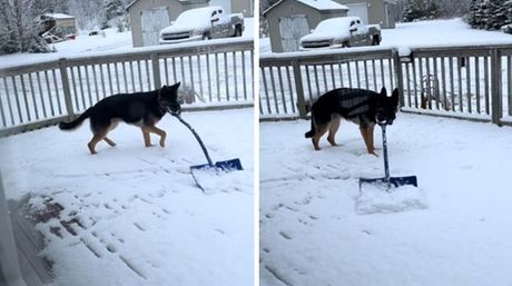 Pas čisti sneg