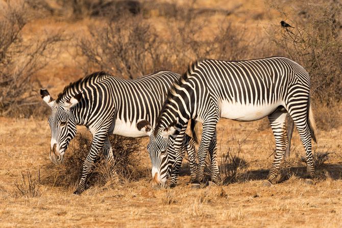 Grevijeva zebra