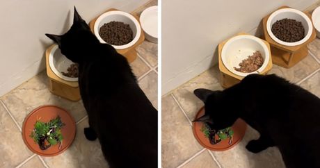 Mačka jede salatu