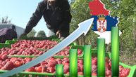 Srbija je i dalje lider u izvozu smrznutog crvenog zlata: “Naš najveći adut nije u sorti već…”