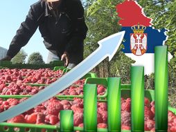 Maline rast Srbija izvoz