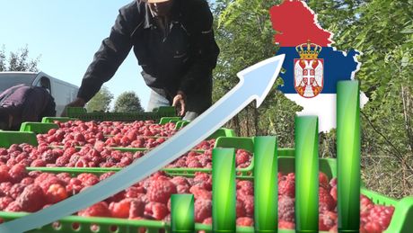 Maline rast Srbija izvoz