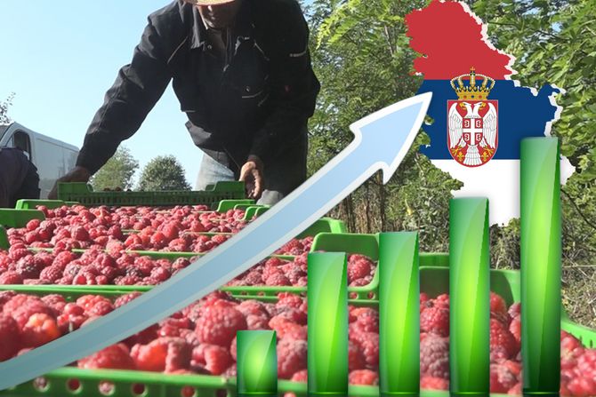 Maline rast Srbija izvoz