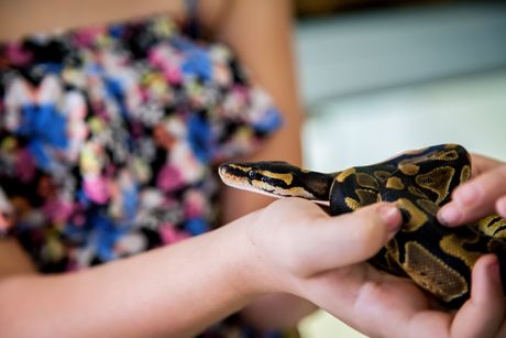 Devojčica drži zmiju