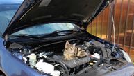 Šteta na autu može preći 500 €, životinja može da nastrada ako upalite motor: Šta raditi sa mačkom pod haubom?