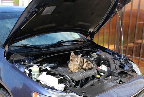 Automobil mačka hauba