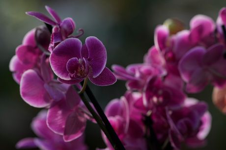 London festival orhideja