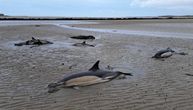 Umalo da im plaža dođe glave: Pet delfina vodilo bitku za život, jedva su ih spasili