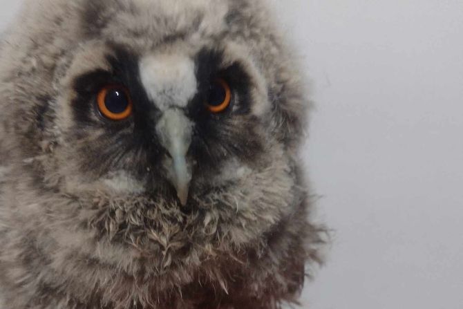 Sova utina, Ištvan, Bačka Palanka Sova utina, Ištvan, Bačka Palanka