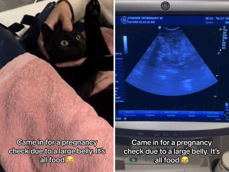 Mačka i ultrazvuk